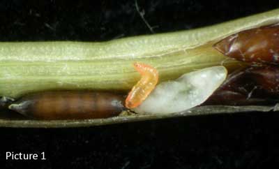 MANAGING HESSIAN FLY ON WHEAT